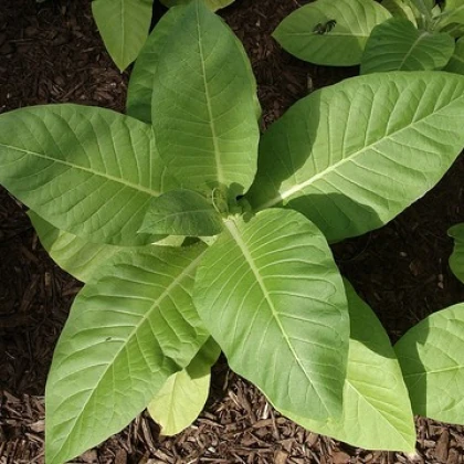 Tabák Kentucky - rostlina Nicotiana tabacum - semena tabáku - 20 ks