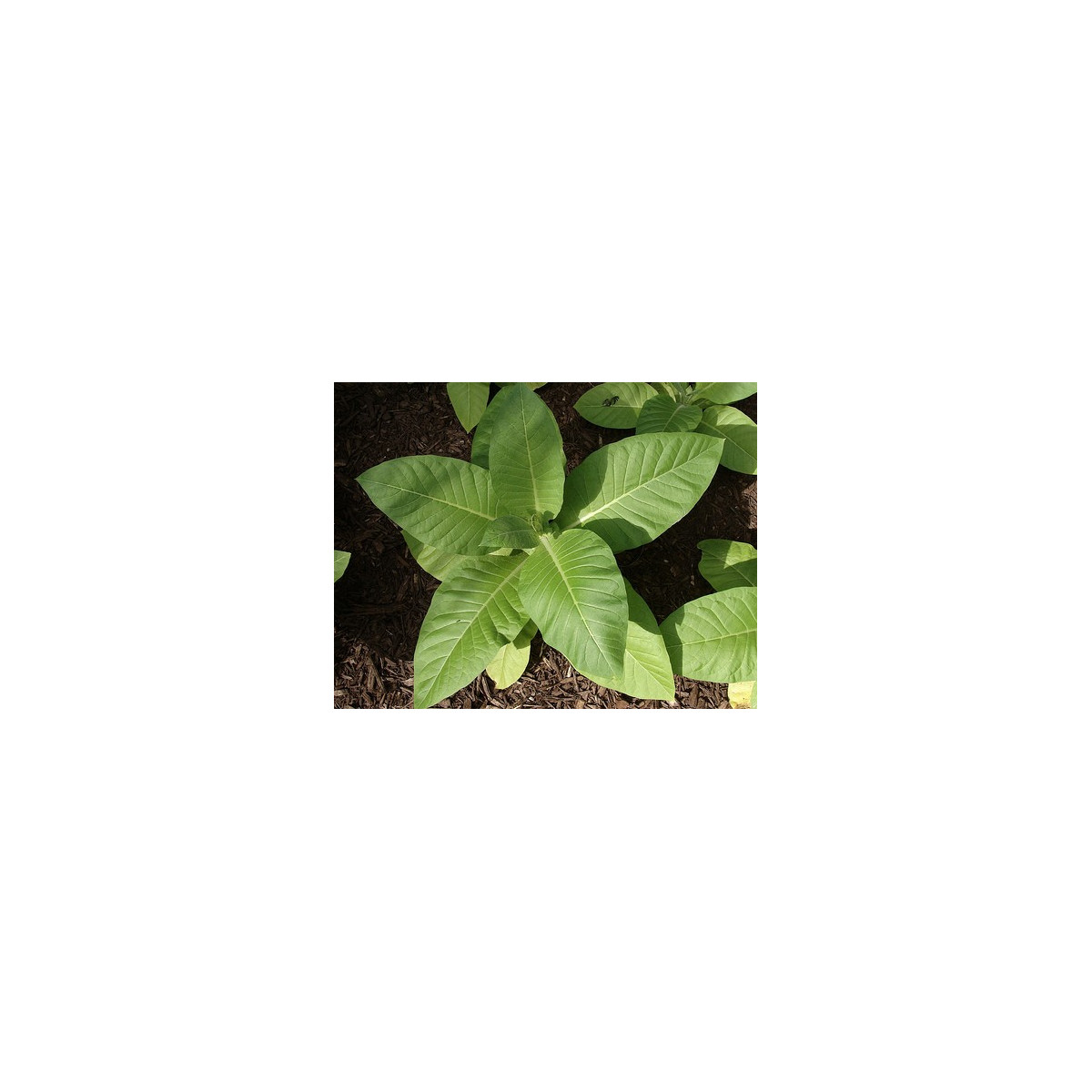 Tabák Kentucky - rostlina Nicotiana tabacum - semena tabáku - 20 ks