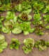 Semena italských salátů - výsevný pásek - 5 m