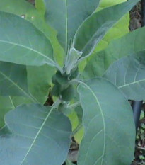 Tabák Madole - rostlina Nicotiana tabacum - semena tabáku - 20 ks