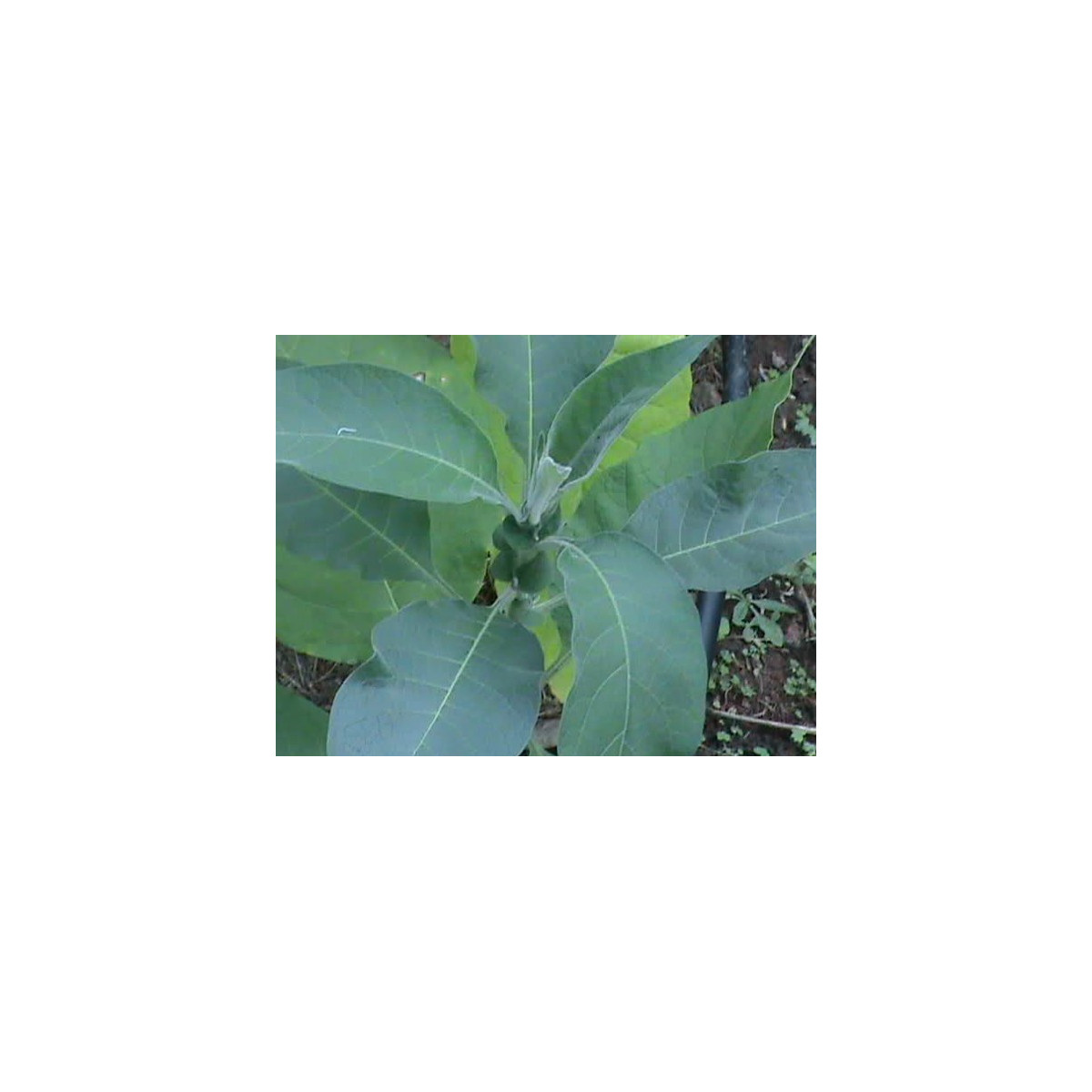 Tabák Madole - rostlina Nicotiana tabacum - semena tabáku - 20 ks