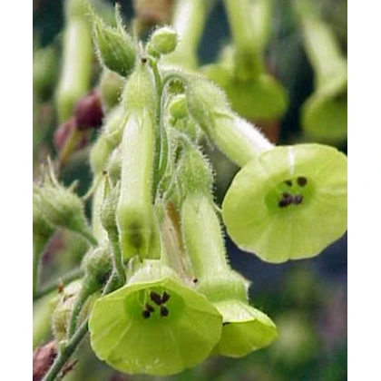 Tabák Jihoamerický - Nicotiana langsdorffii - semena tabáku - 25 ks