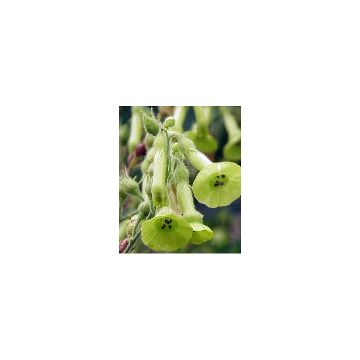 Tabák Jihoamerický - Nicotiana langsdorffii - semena tabáku - 25 ks