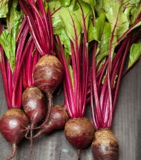 Semena červená řepa Redshine - výsevný pásek - 5 m