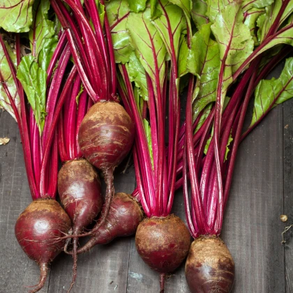 Semena červená řepa Redshine - výsevný pásek - 5 m