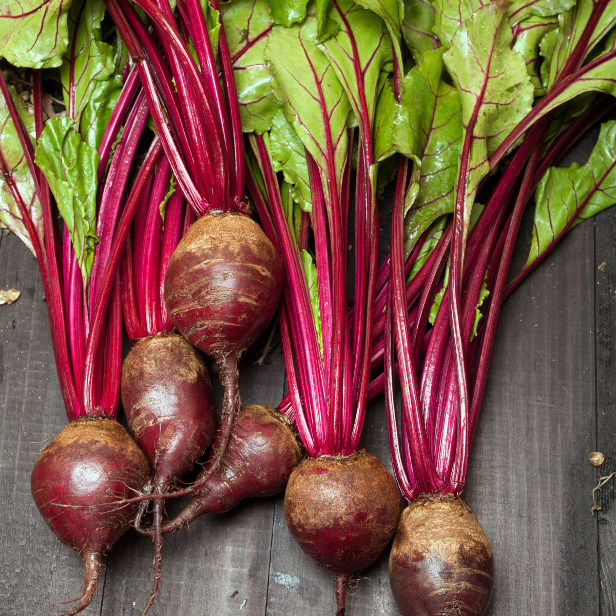 Semena červená řepa Redshine - výsevný pásek - 5 m