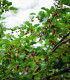 Morušovník černý - Morus nigra - semena morušovníku - 5 ks