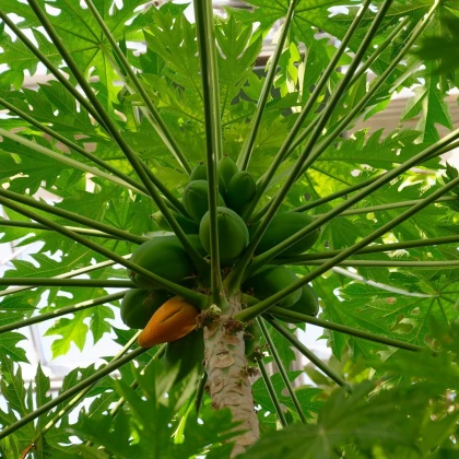 Papája červená - Carica papaya - semena papáji - 5 ks