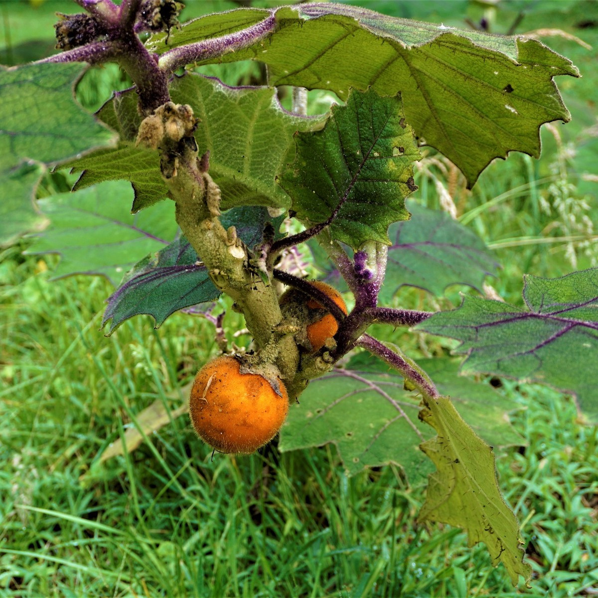 Chlupatý pomeranč - Solanum quitoense - semena pomeranče - 5 ks
