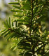 Sekvoj vždyzelená - Sequoia sempervirens - semena sekvoje - 3 ks