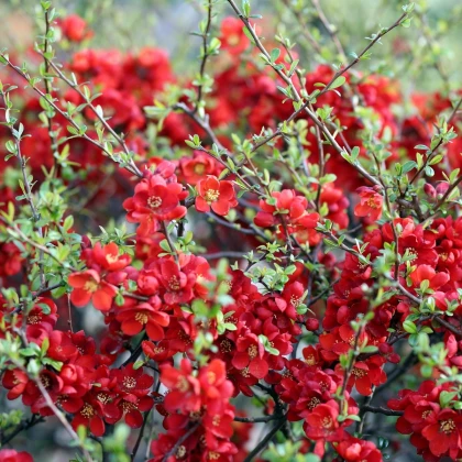 Kdoulovec - Chaenomeles Japonica - semena kdoulovce - 10 ks