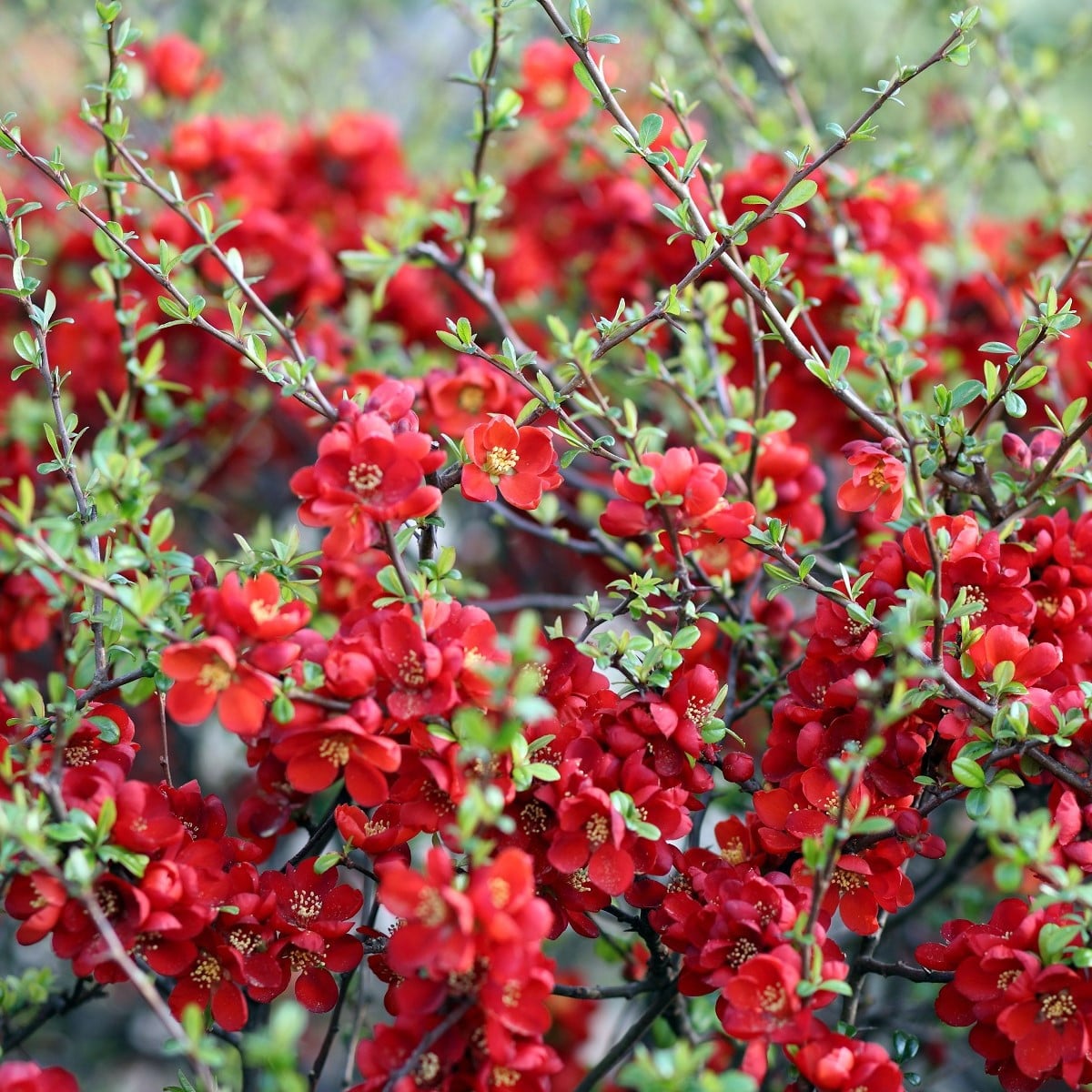 Kdoulovec - Chaenomeles Japonica - semena kdoulovce - 10 ks