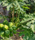 Papája melounová - Carica papaya - semena papáji - 4 ks
