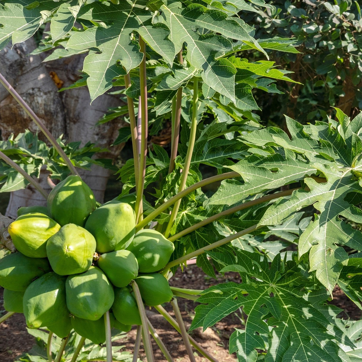 Papája melounová - Carica papaya - semena papáji - 4 ks