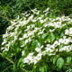 Dřín japonský - Cornus kousa - semena dřínu - 12 ks