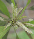 Akácie - Acacia mangium - semena akácie - 8 ks