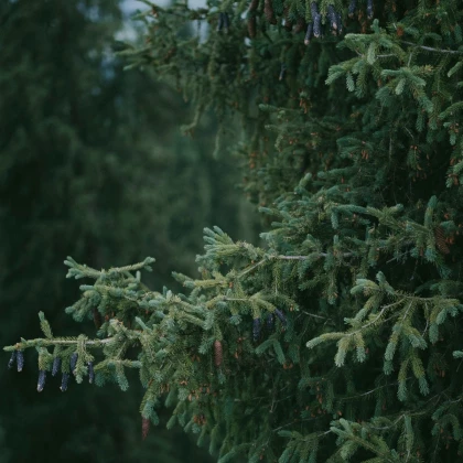 Smrk štětinatý - Picea asperata - semena smrku - 8 ks
