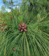 Borovice himalájská - Pinus wallichiana - semena borovice - 5 ks