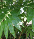 Bambus železný - Dendrocalamus strictus - semena bambusu - 2 ks