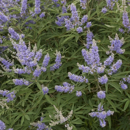 Drmek obecný - Vitex agnus-castus - semena drmku - 9 ks