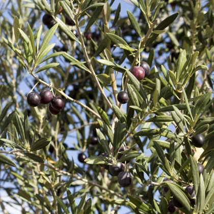 Olivovník evropský - Olea europeae - semena olivovníku - 5 ks