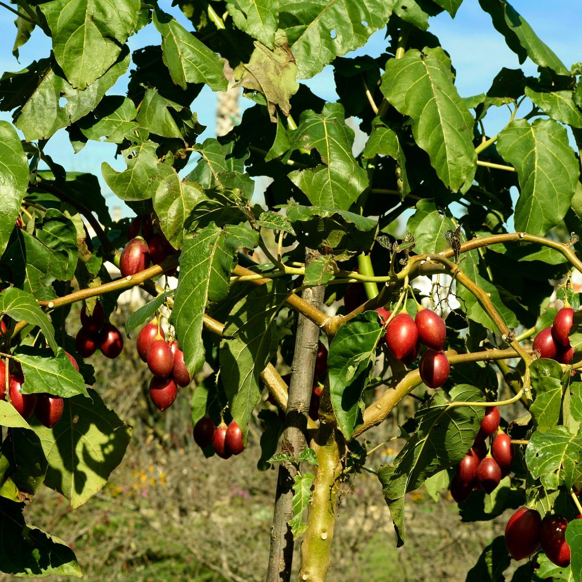 Rajčatový strom - Cyphomandra betacea - semena rajčatového stromu - 5 ks