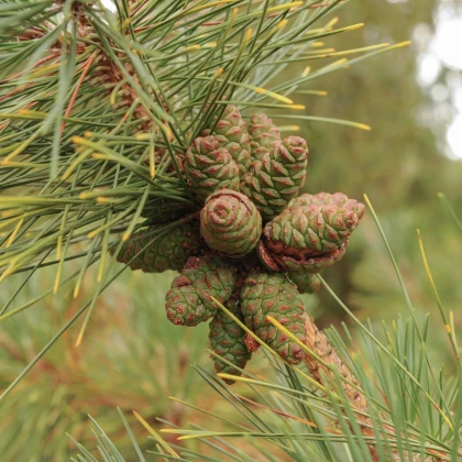 Borovice japonská černá - Pinus thunbergii - semena borovice - 5 ks