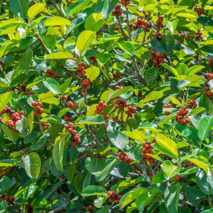 Semena fíkovníků – Fíkovník indický – Ficus benghalensis