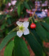 Jamajská třešeň - Muntingia calabura - semena třešně - 6 ks