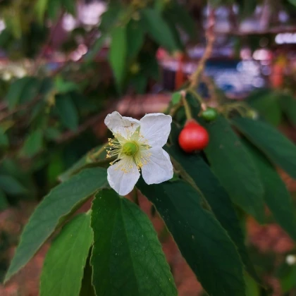 Jamajská třešeň - Muntingia calabura - semena třešně - 6 ks