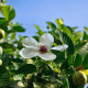 Dilenie indická - Dillenia indica - semena dilenie - 12 ks