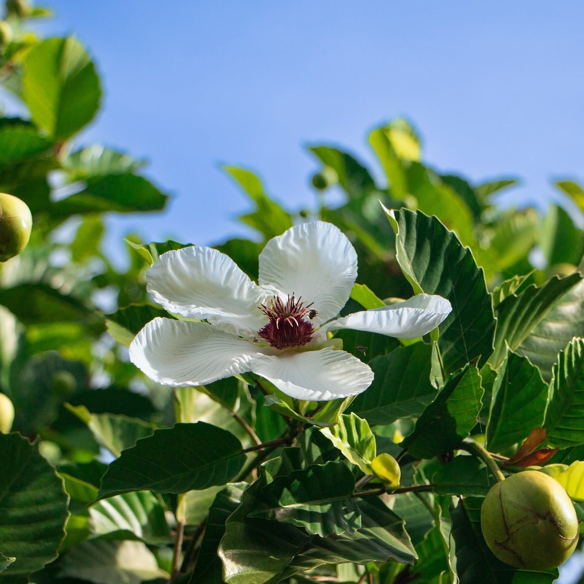 Dilenie indická - Dillenia indica - semena dilenie - 12 ks