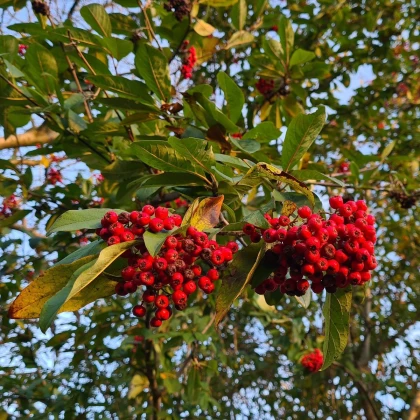 Hlohyně šarlatová - Pyracantha coccinea - semena hlohyně - 5 ks