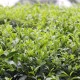 Čajovník čínský - Camellia sinensis - semena čajovníku - 5 ks