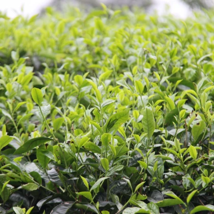 Čajovník čínský - Camellia sinensis - semena čajovníku - 5 ks