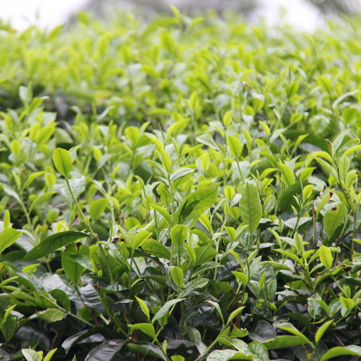 Čajovník čínský - Camellia sinensis - semena čajovníku - 5 ks