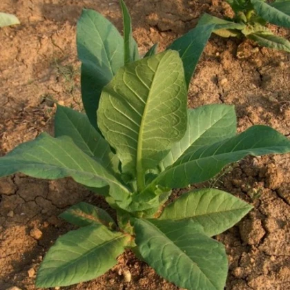 Tabák Hnědý List - Nicotiana tabacum - semena tabáku - 25 ks