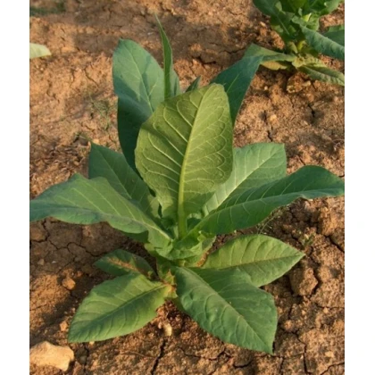 Tabák Hnědý List - Nicotiana tabacum - semena tabáku - 25 ks