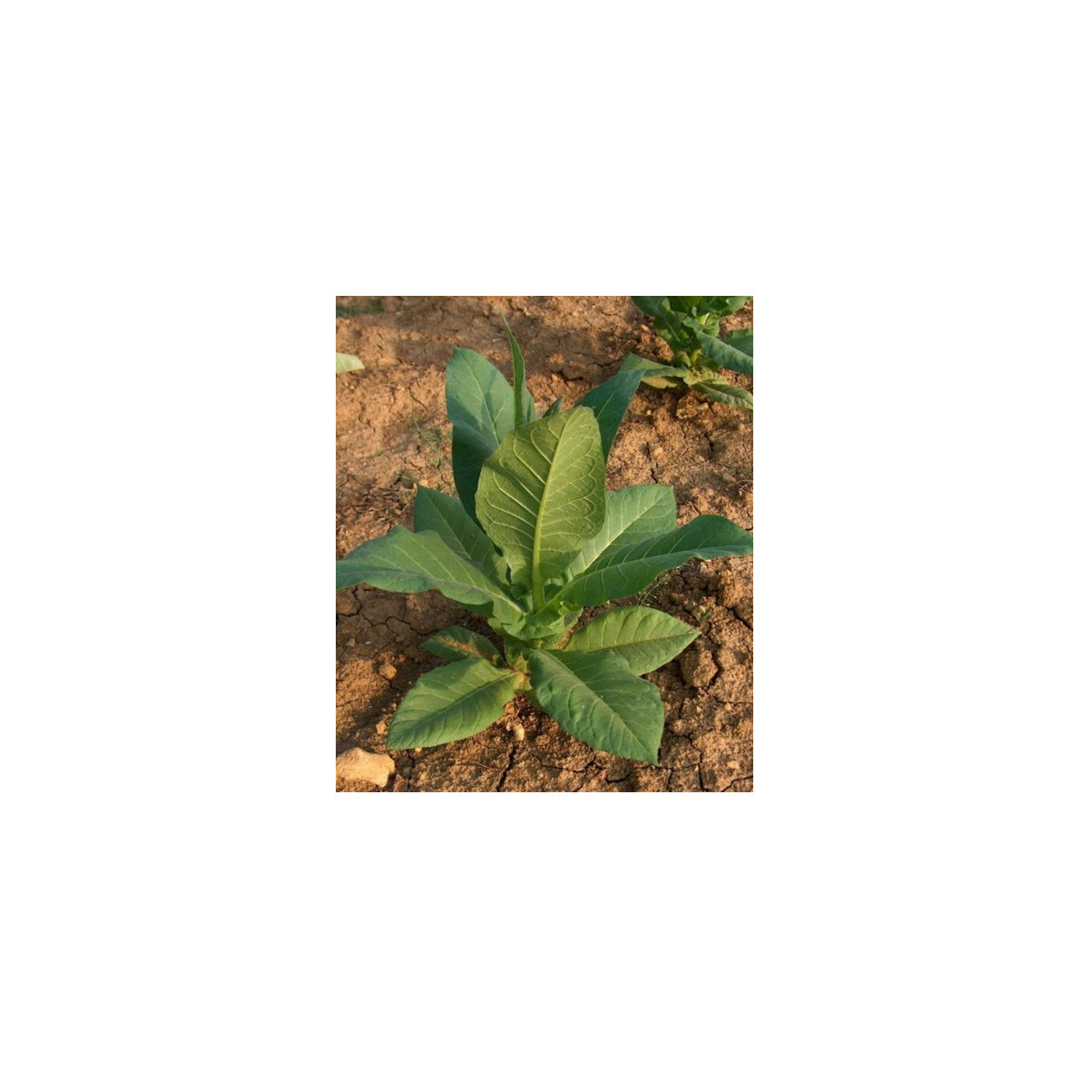 Tabák Hnědý List - Nicotiana tabacum - semena tabáku - 25 ks
