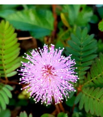 Citlivka stydlivá - Mimosa pudica - semena citlivky - 10 ks