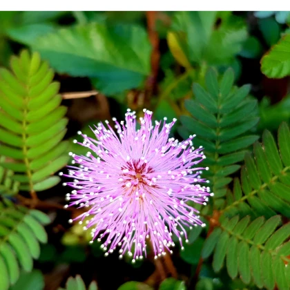 Citlivka stydlivá - Mimosa pudica - semena citlivky - 10 ks