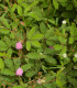 Citlivka stydlivá - Mimosa pudica - semena citlivky - 5 ks