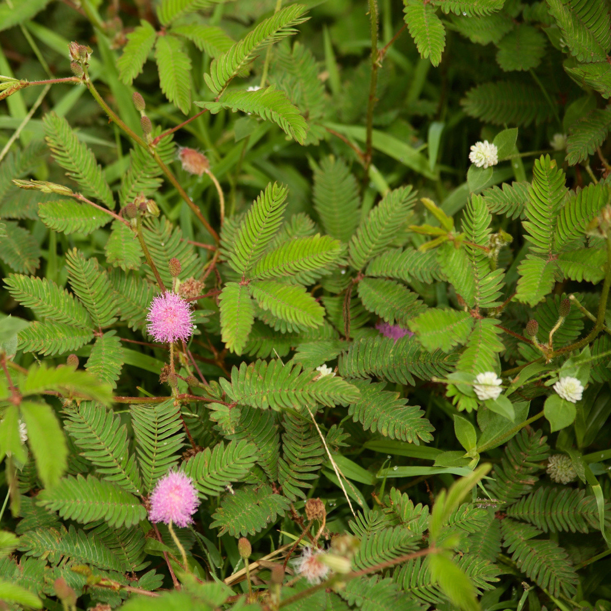 Citlivka stydlivá - Mimosa pudica - semena citlivky - 5 ks