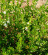 Myrta obecná - Myrtus communis - semena myrty - 5 ks