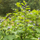 Lilík mochyňovitý - Nicandra physalodes - semena lilíku - 30 ks