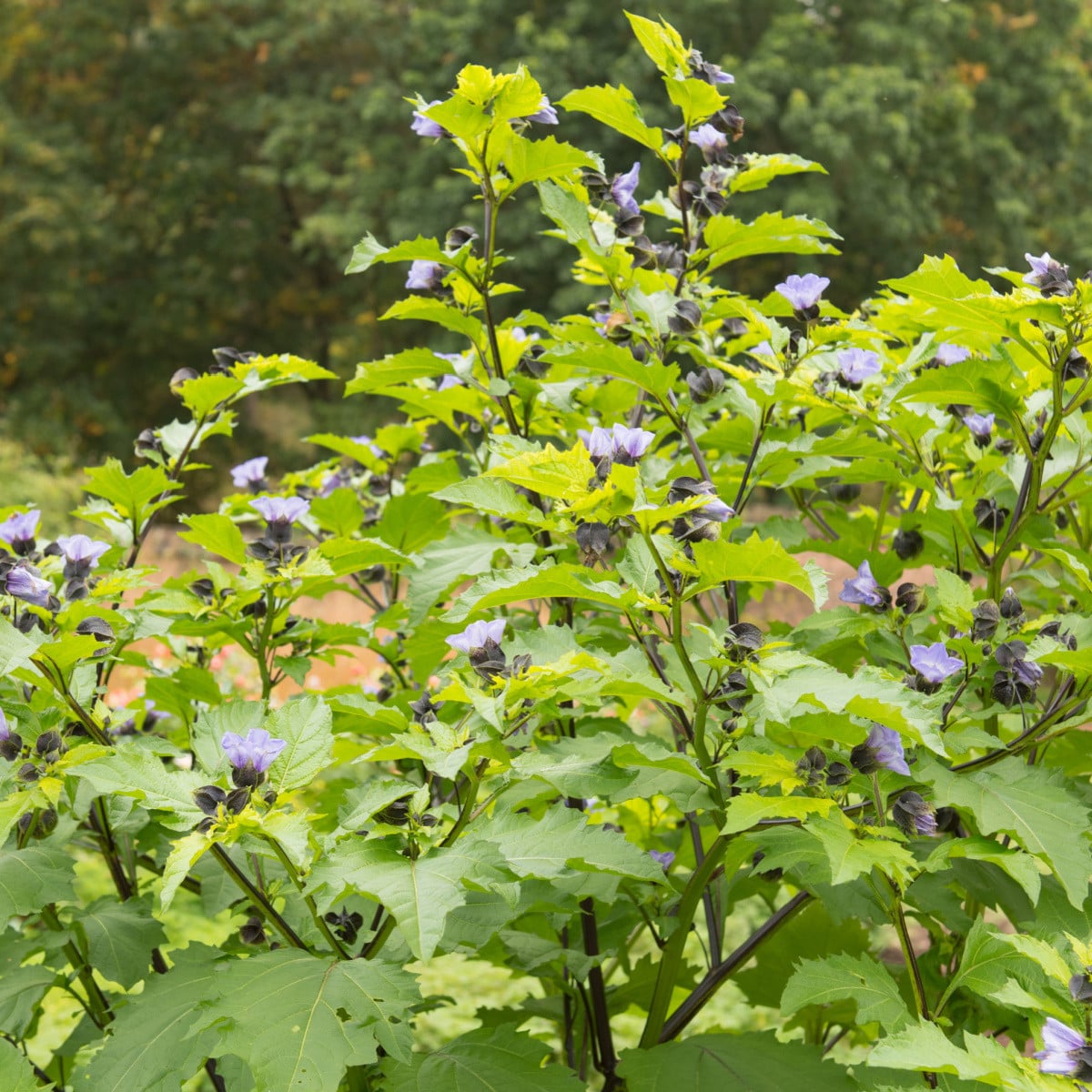 Lilík mochyňovitý - Nicandra physalodes - semena lilíku - 30 ks