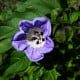 Lilík mochyňovitý - Nicandra physalodes - semena lilíku - 30 ks