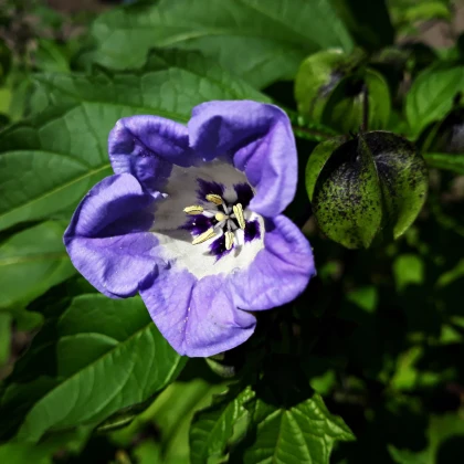 Lilík mochyňovitý - Nicandra physalodes - semena lilíku - 30 ks