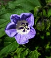 Lilík mochyňovitý - Nicandra physalodes - semena lilíku - 30 ks