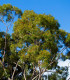 Eukalyptus citrónový - Corymbia citriodora - semena eukalyptu - 5 ks